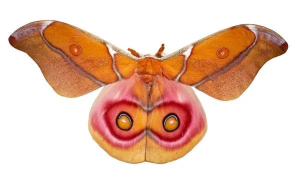 Suraka silk moth, Antherina suraka, is isolated on white background — Stock Photo, Image