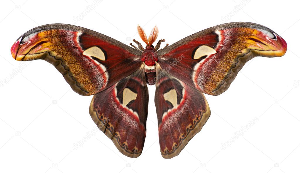 Giant atlas silk moth, Attacus atlas, is isolated on white background