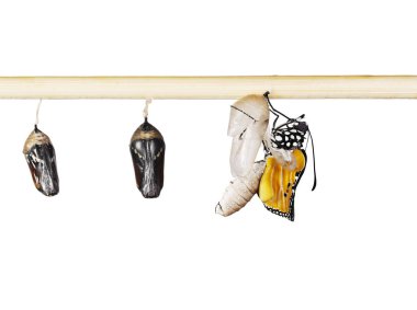 An emerging plain tiger butterfly and pupae on a stick, isolated on white clipart