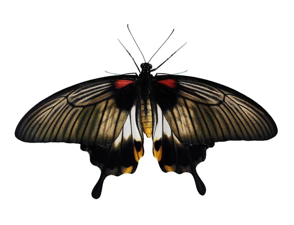 Большая мормонская бабочка, Papilio memnon, изолирована на белом фоне — стоковое фото