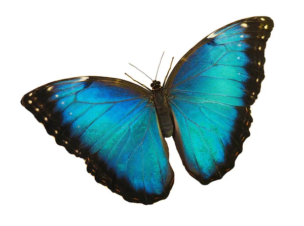 ブルーモルフォ蝶と白い背景で隔離の翼を広げてください。 — ストック写真