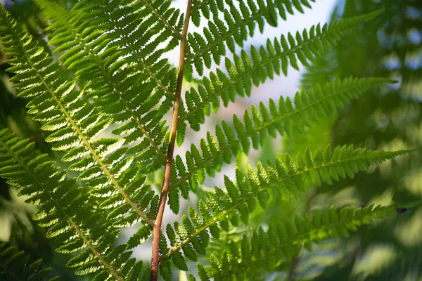 Una hoja de un helecho sobre el fondo azul del cielo — Foto de Stock