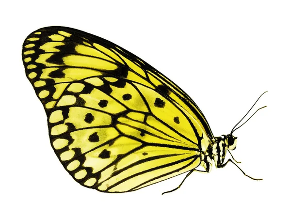 Papír kite pillangó elszigetelt fehér background, sárga szín módosítása Stock Kép