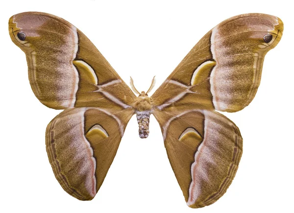 Ailanthus silkmoth, Samia cynthia, è isolata su sfondo bianco — Foto Stock