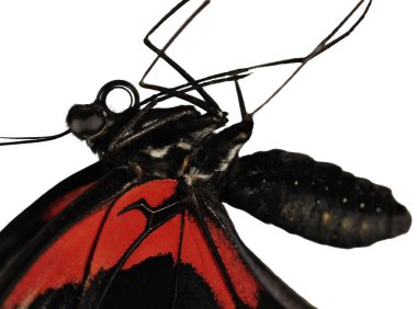 Scarlet mormon kelebek Papilio rumanzovia, vücut üzerinde beyaz izole