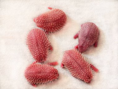 Five newborn white hedgehogs on white background clipart
