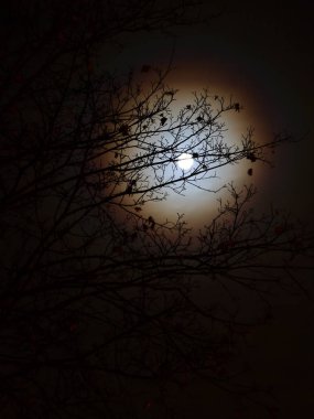 Bir ay bir ağacın arkasında bir hale