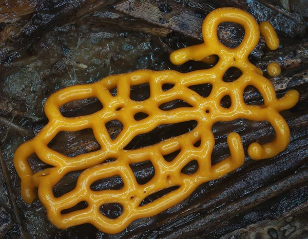 Yellow plasmodiocarp fruit body of a slime mold Hemitrichia serpula — Stock Photo, Image