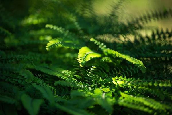 Snidade gröna blad av en ormbunke i solljus — Stockfoto