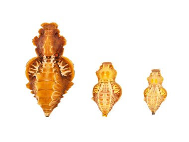 Üç pupa Kırmızı gövdeli swallowtail kelebek - Atrophaneura semperi, Atrophaneura alcinous Çince yel değirmeni ve pembe Pachliopta kotzebuea yükseldi. Beyaz arka plan üzerinde izole