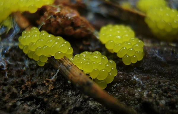 Young fruit bodies of a Physarum slime mold — Stock Photo, Image