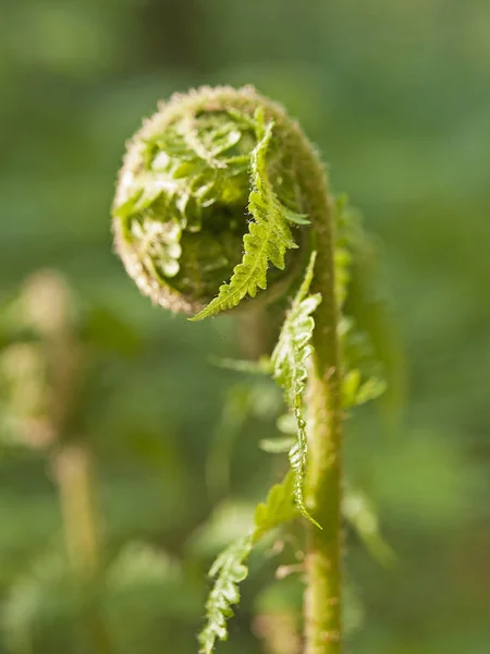 En ung rullade sprout av en ormbunke — Stockfoto