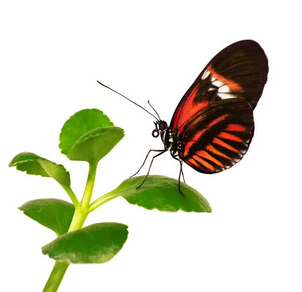 Motyl listonosz melpomene Heliconius na roślin jest na białym tle — Zdjęcie stockowe