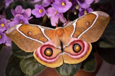 Suraka silk moth, Antherina suraka, on purple flowers of African violet clipart