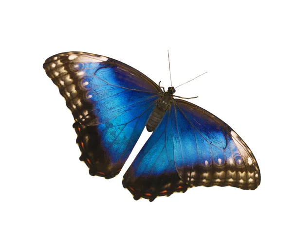 Feminino azul morpho borboleta isolado no fundo branco com asas espalhadas — Fotografia de Stock