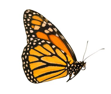 Monarch kelebek kanatları kapalı olan beyaz arka plan üzerinde izole