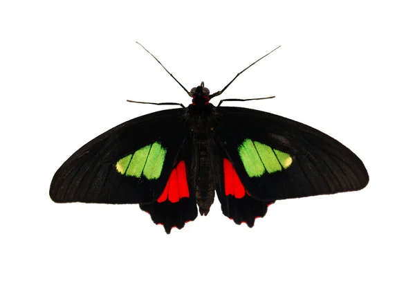 True cattleheart butterfly, Parides arcas, is isolated on white background — Stock Photo, Image