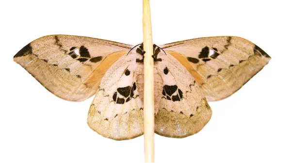 Automeris excteta polilla está aislado sobre fondo blanco — Foto de Stock