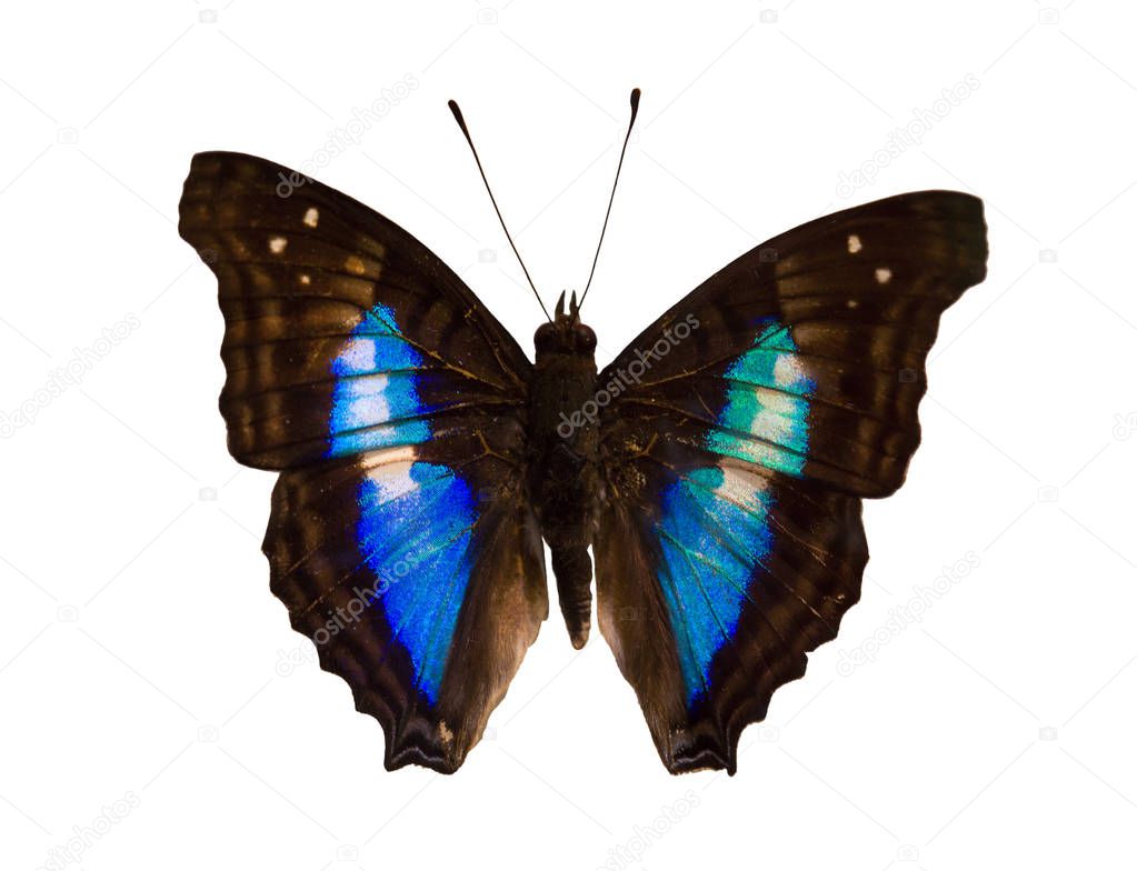 The shaded-blue leafwing butterfly, Prepona laertes, is isolated on white