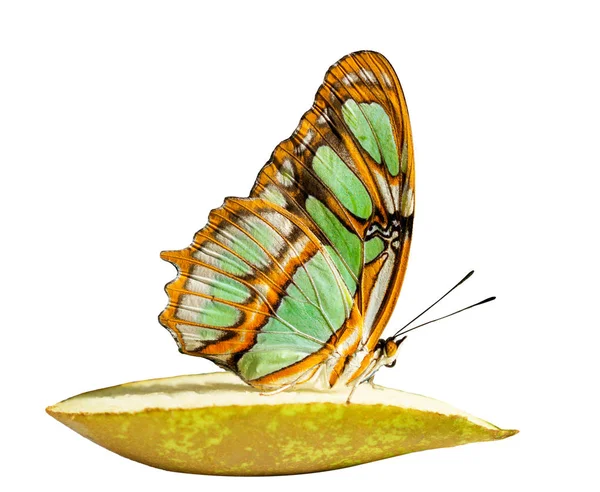 梨の作品に mlachite 蝶は白い背景の孤立します。 — ストック写真