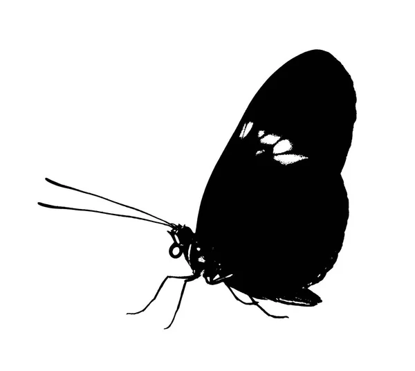 Papillon commun noir Heliconius melpomene isolé sur fond blanc — Photo