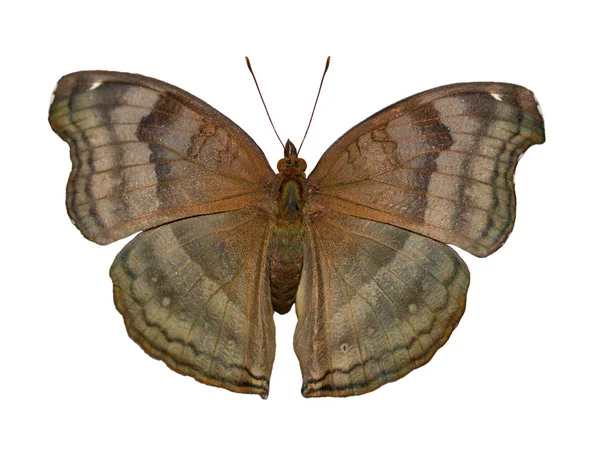 The chocolate pansy butterfly, Junonia iphita, is isolated on white background — Stock Photo, Image