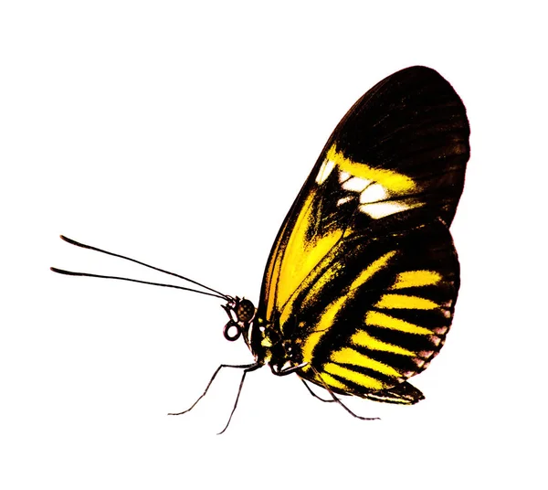 O carteiro borboleta Heliconius melpomene isolado em branco, colorido a amarelo — Fotografia de Stock