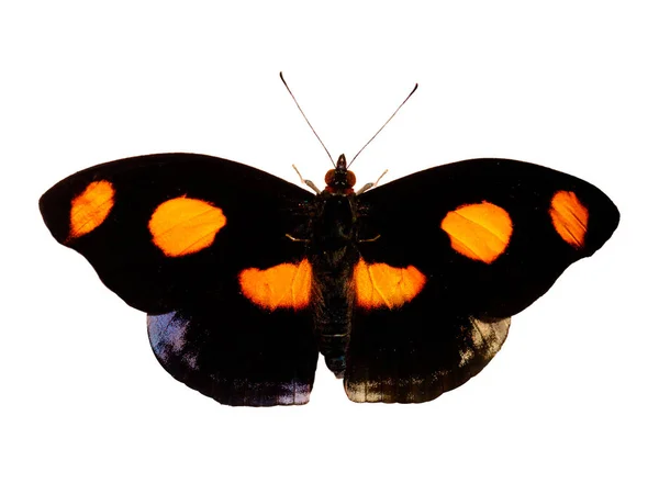 Le papillon cordonnier grec mâle noir et orange est isolé sur blanc — Photo