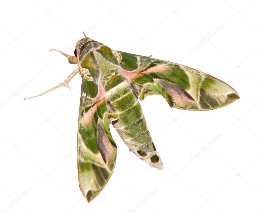 The oleander hawk-moth, or army green moth, is isolated on white background