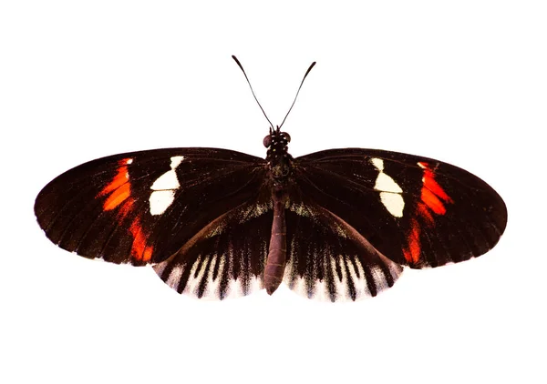 Farfalla postino comune Heliconius melpomene isolato su sfondo bianco — Foto Stock