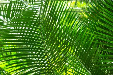 Palm formu kontrol desen bırakır.