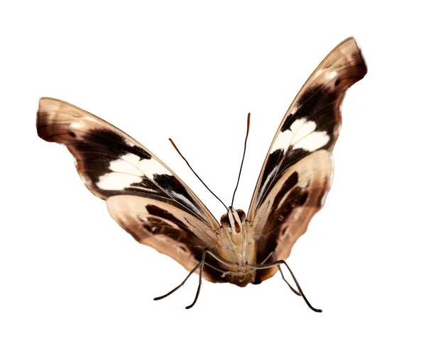 ハーフ オープンの翼を持つ女性のギリシャ靴屋蝶は、白で隔離します。 — ストック写真