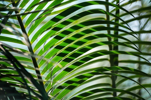 Palm leaves form a striped pattern