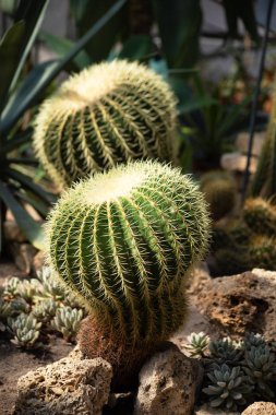 İki büyük varil kaktüsler sulu Konservatuarı