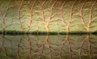 Dev bir yaprak Victoria amazonica ve bir su birikintisi onun yansıması. Yan görünüm.