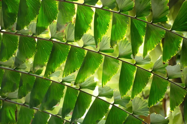 Leaves of a fishtail palm form an ornamental pattern — Stock Photo, Image