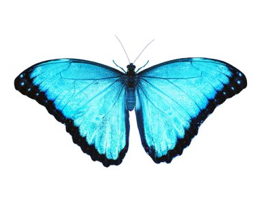 Blue morpho butterfly isolated on white background. Spread wings, color enhanced clipart