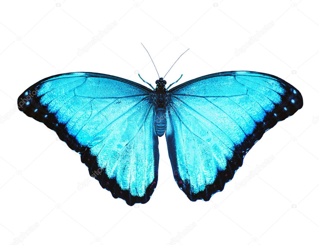 Blue morpho butterfly isolated on white background. Spread wings, color enhanced