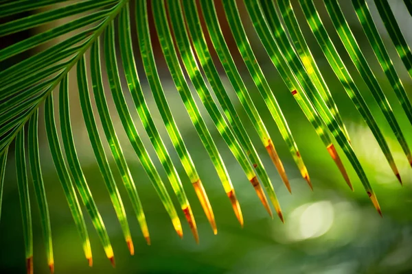 Palm leaves form a striped pattern