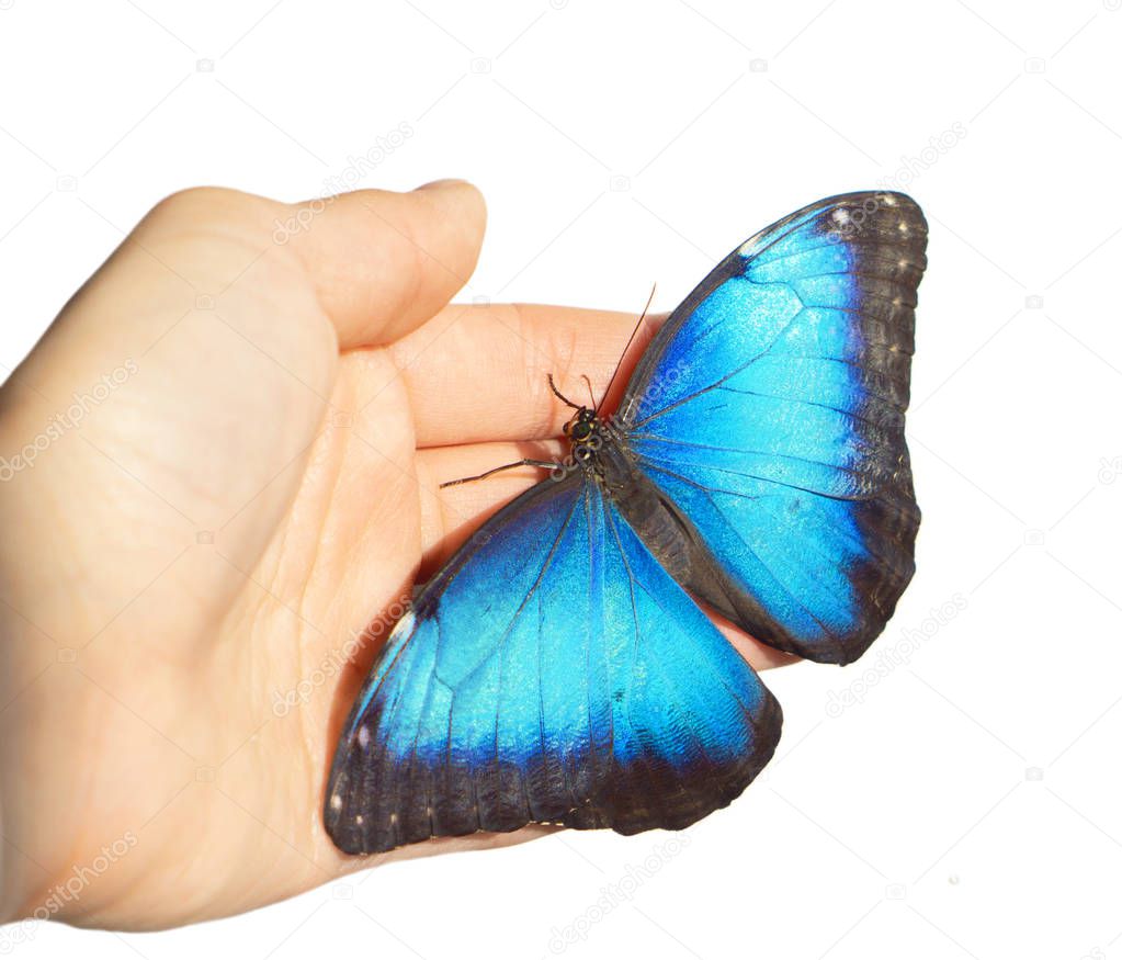 Blue morpho butterfly on girls hand is isolated on white background