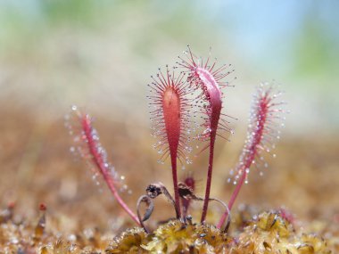 Yuvarlak-yaprak sundew, Drosera rotundifolia, peatmoss