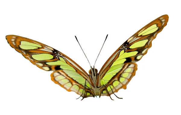 O retrato da borboleta de malaquita sobre fundo cinza — Fotografia de Stock