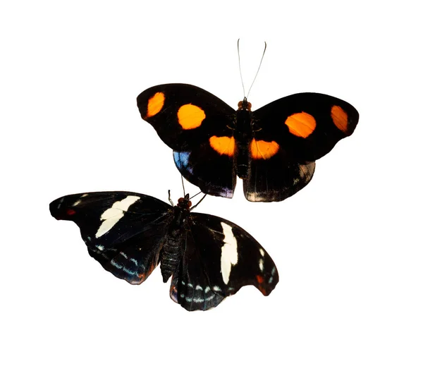 Männchen und Weibchen griechische Schuhmacher Schmetterlinge mit offenen Flügeln isoliert auf weiß — Stockfoto