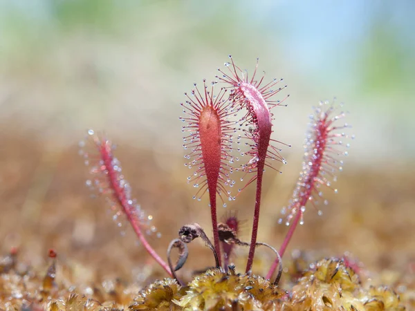 Yuvarlak-yaprak sundew, Drosera rotundifolia, peatmoss