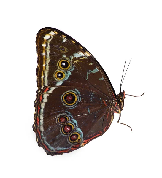 Borboleta morpho de faixa azul isolada em fundo branco com asas fechadas — Fotografia de Stock