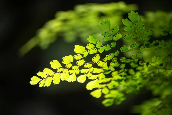 ADIANTUM fern leaf ljusare med solen på svart bakgrund — Stockfoto