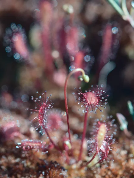 Angol harmatfű, Drosera anglica, a peatmoss vörös levelek Jogdíjmentes Stock Képek