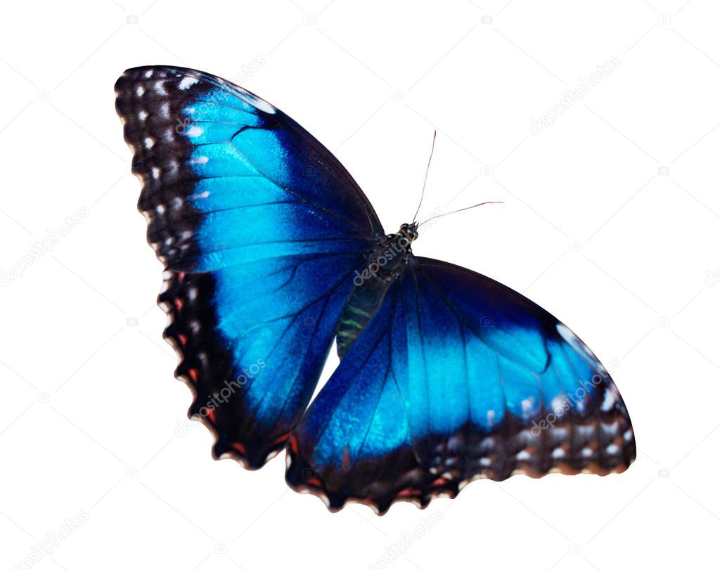 Female blue morpho butterfly isolated on white background with wings open