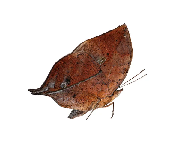 Papillon des feuilles Kallima inachus isolé sur fond blanc avec ailes fermées — Photo