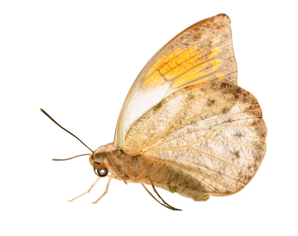 Der große orangefarbene Schmetterling ist auf weißem Hintergrund isoliert — Stockfoto